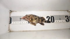 ガシラの釣果
