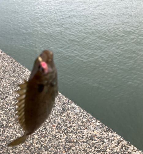 アイゴの釣果