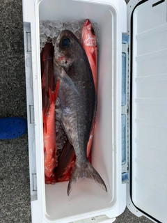 ダルマの釣果