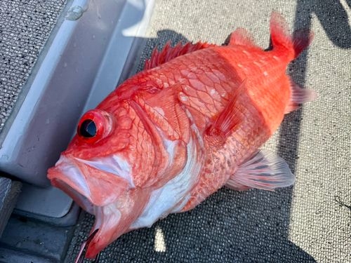 エビスダイの釣果