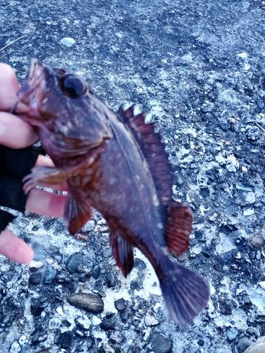 ガシラの釣果