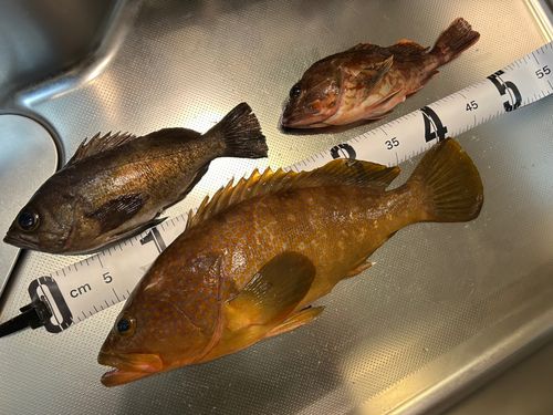 アコウの釣果