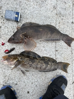 アイナメの釣果