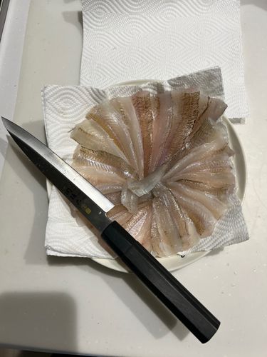 キスの釣果