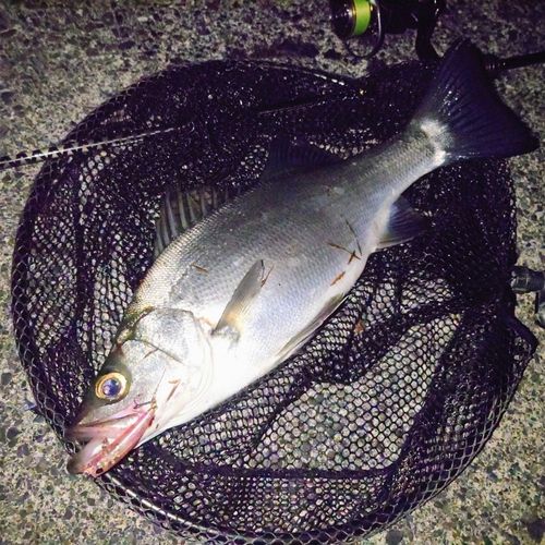 ヒラスズキの釣果