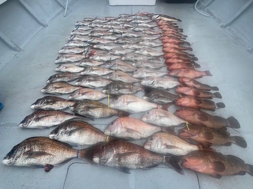 タイの釣果
