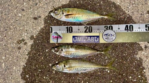 アジの釣果