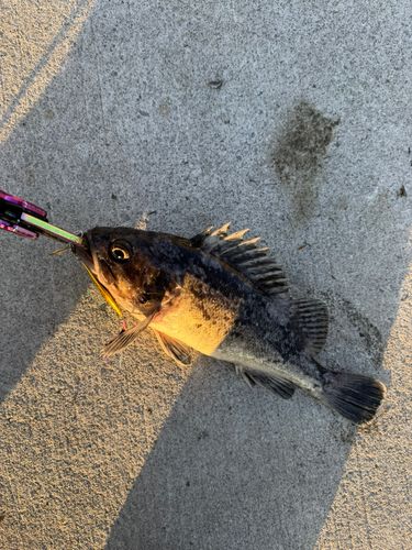 ソイの釣果