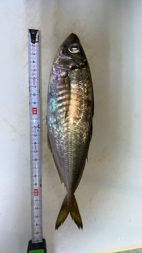 マアジの釣果