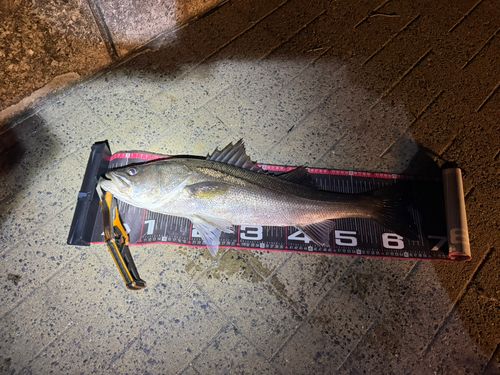 マルスズキの釣果