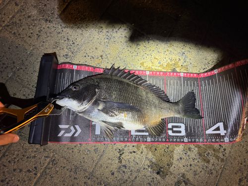 チヌの釣果
