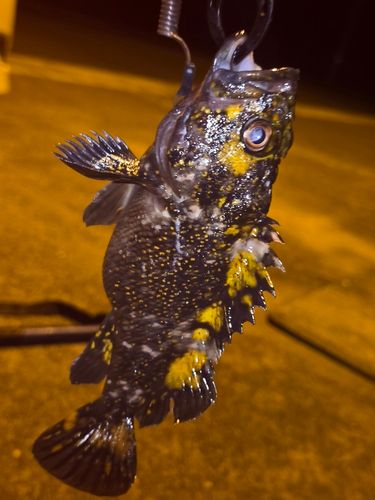 オウゴンムラソイの釣果