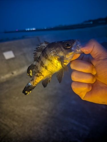 メバルの釣果