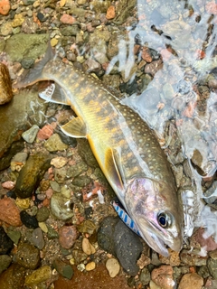 ニッコウイワナの釣果