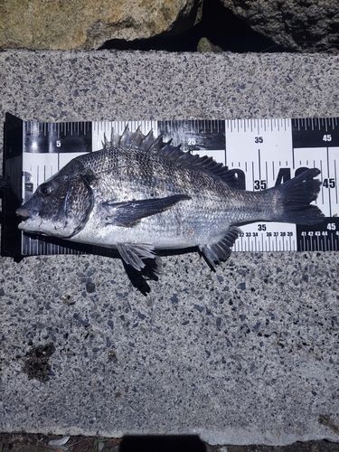 チヌの釣果