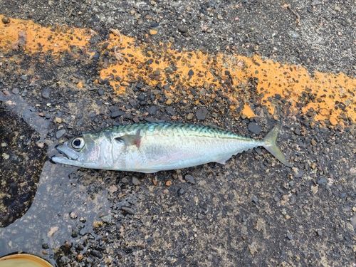 サバの釣果