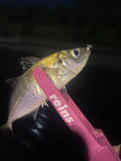 マアジの釣果