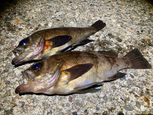 メバルの釣果