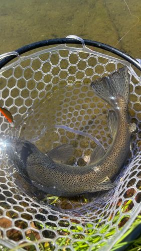 ブラウントラウトの釣果