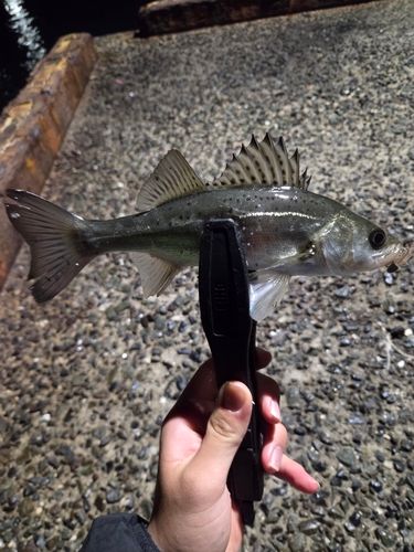 セイゴ（タイリクスズキ）の釣果