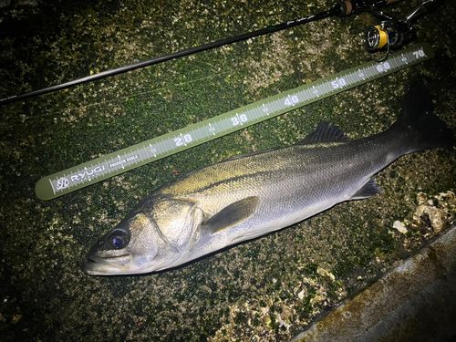 シーバスの釣果