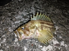 シマゾイの釣果