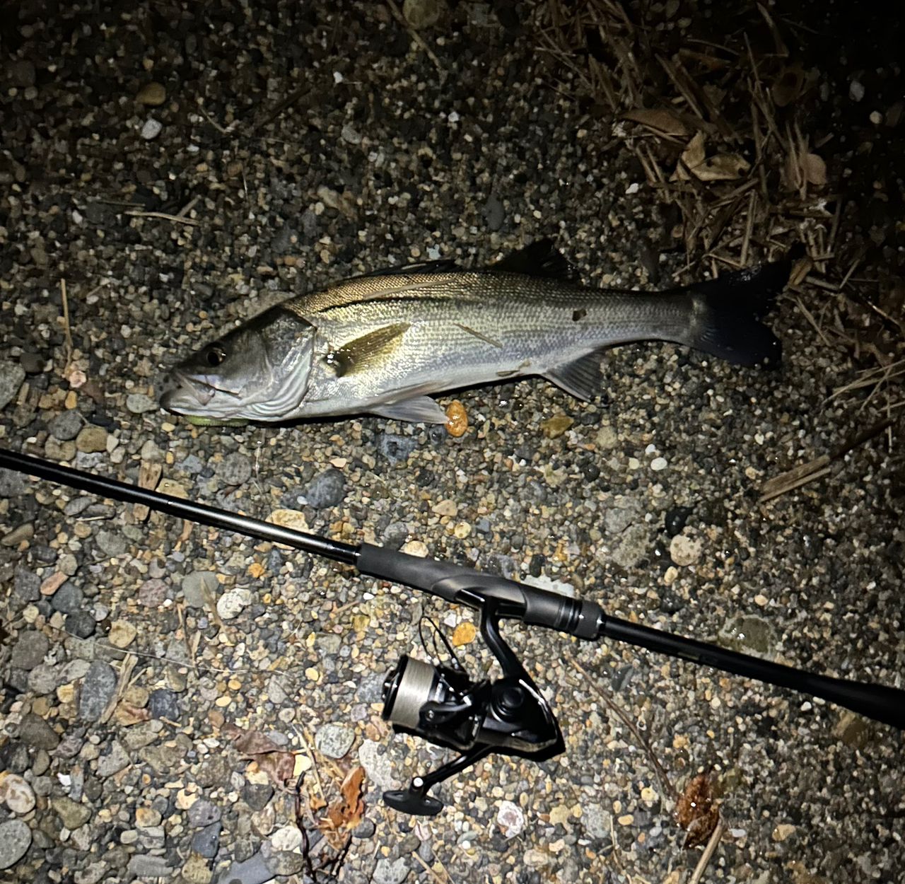 SHIMANO 23ディアルーナ S90MLの最安値・インプレ・釣果 | 本音の