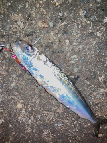 マイワシの釣果