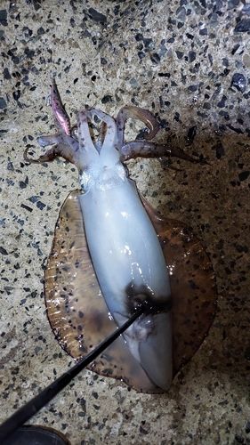 アオリイカの釣果