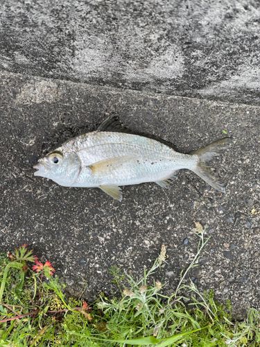 クロサギの釣果