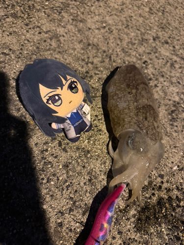 コウイカの釣果