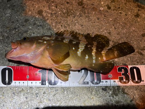 アコウの釣果