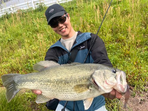 ブラックバスの釣果