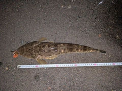 マゴチの釣果