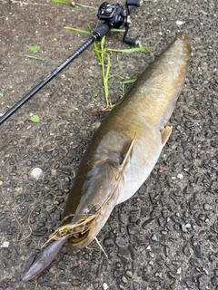 マナマズの釣果