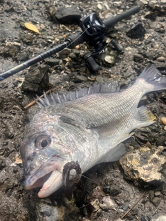 キビレの釣果