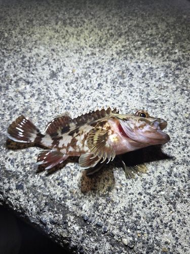 カサゴの釣果