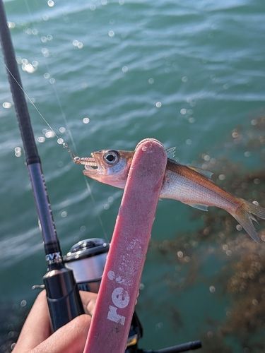 クロムツの釣果