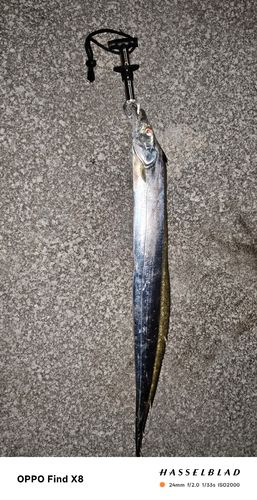 タチウオの釣果