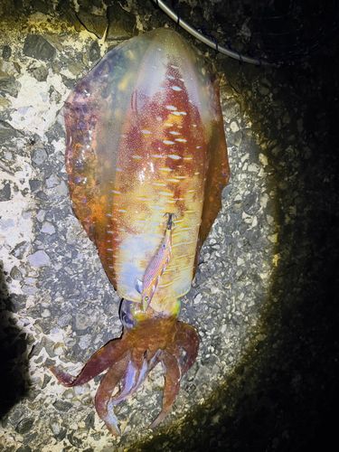 アオリイカの釣果