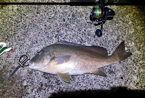 コロダイの釣果