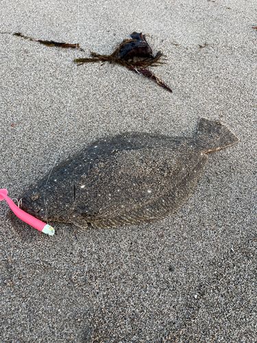 ヒラメの釣果