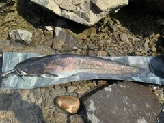 ビワコオオナマズの釣果