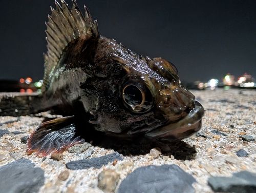 ムラソイの釣果