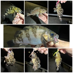 メバルの釣果