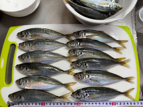 アジの釣果