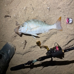 ハマフエフキの釣果