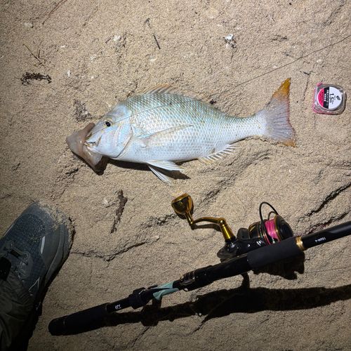 ハマフエフキの釣果