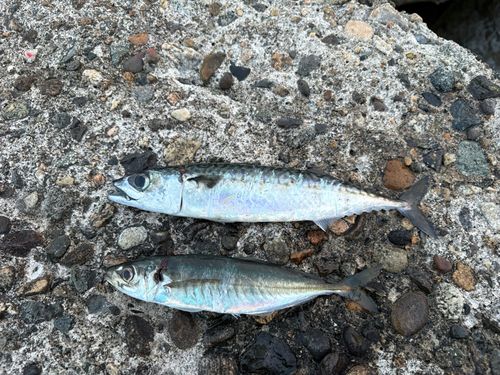サバの釣果