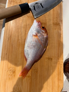 レンコダイの釣果